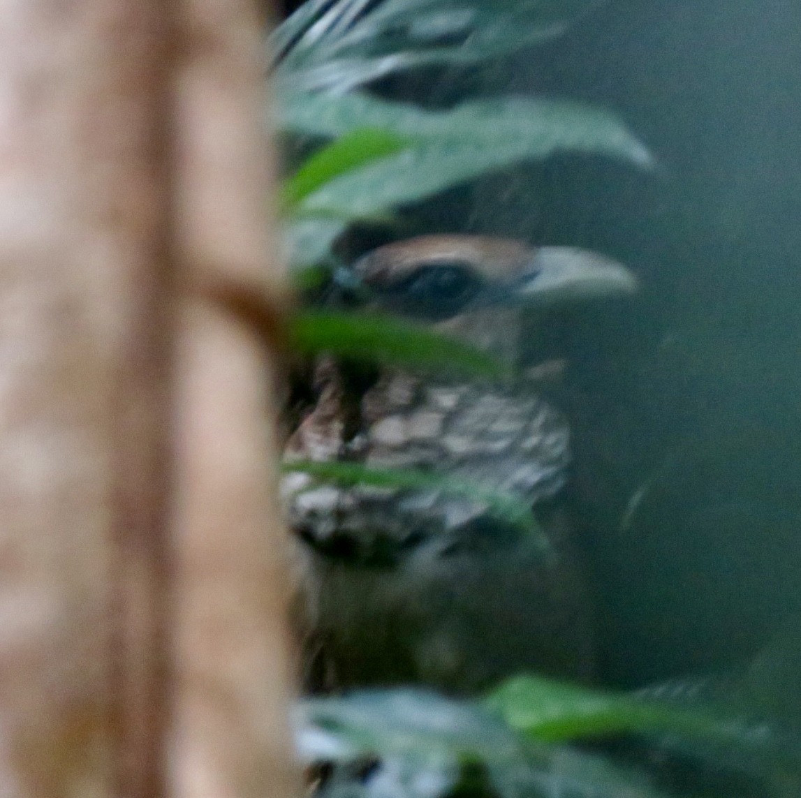 Rufous-vented Ground-Cuckoo - ML535938451