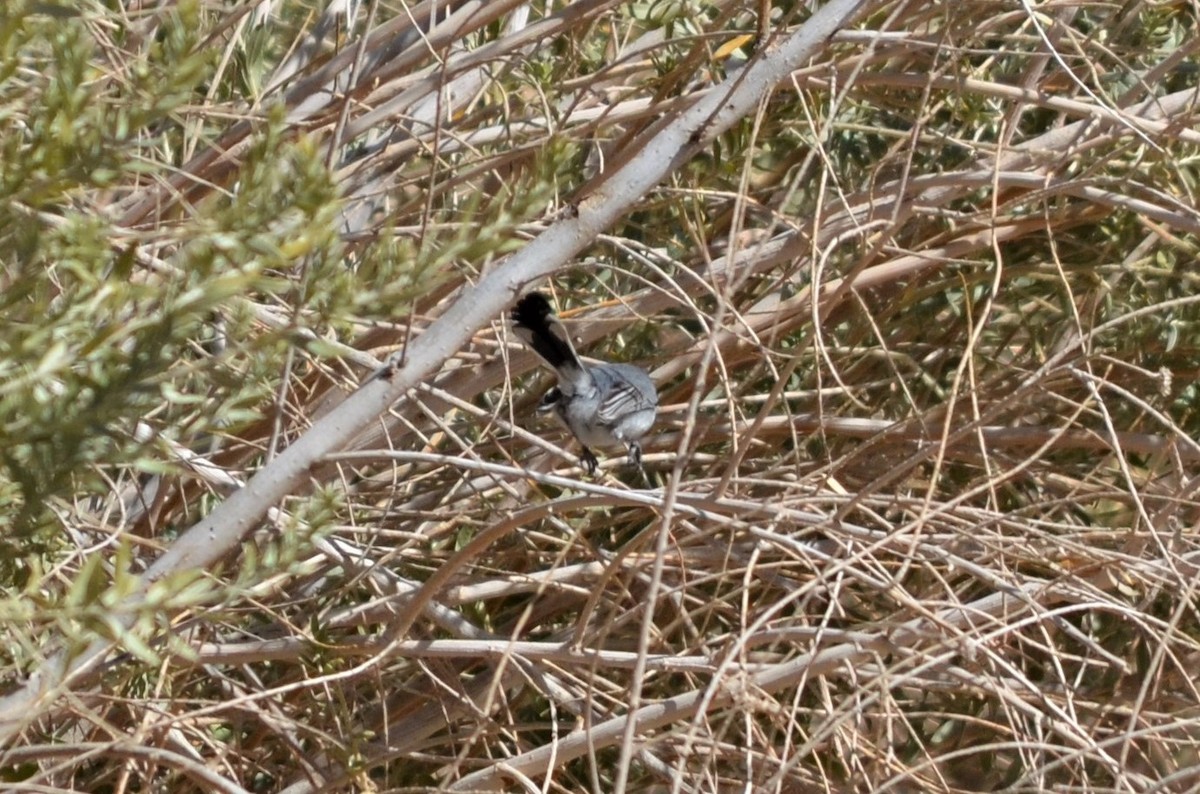Black-tailed Gnatcatcher - ML535938521