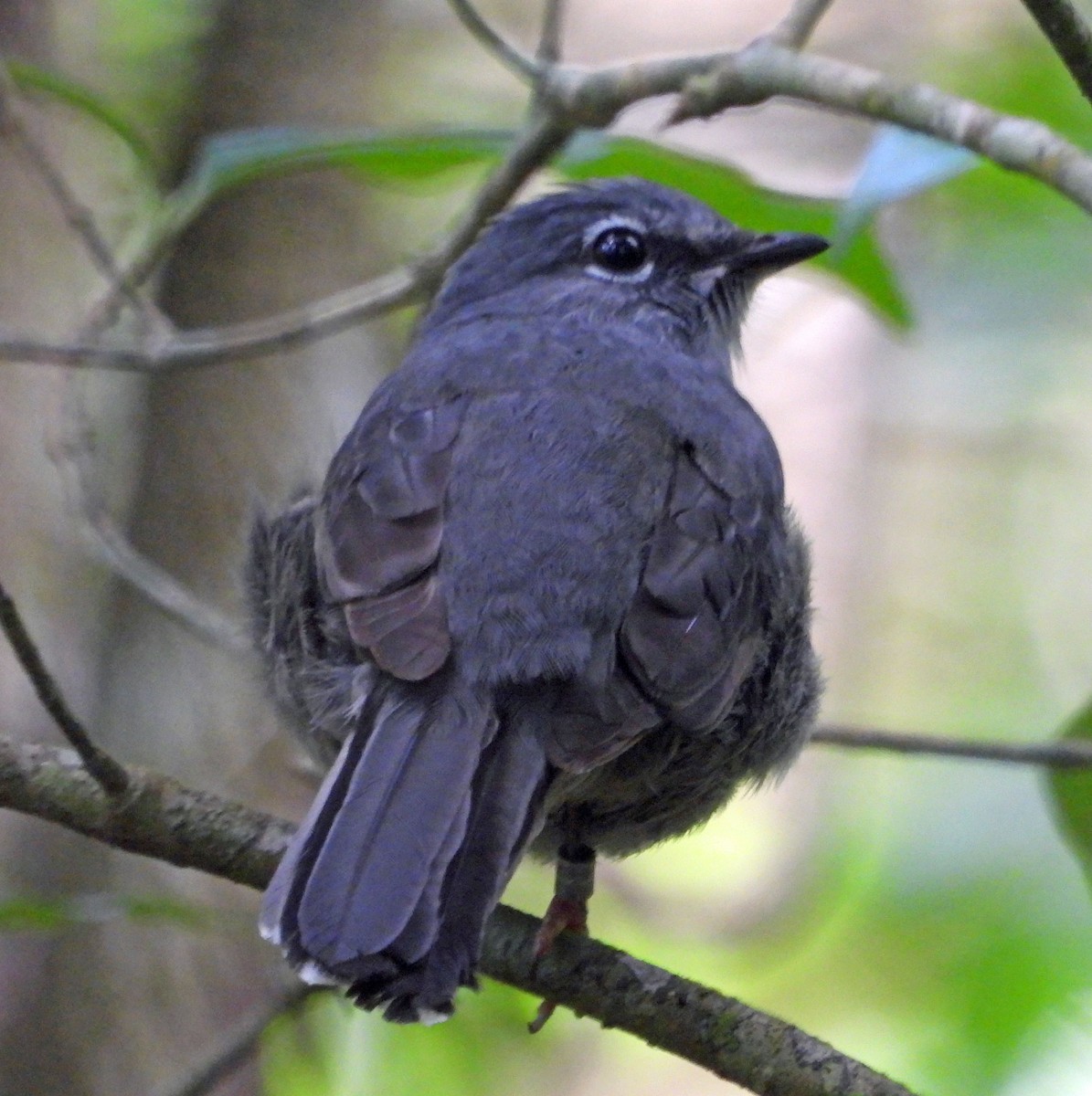 Slate-colored Solitaire - ML535938811