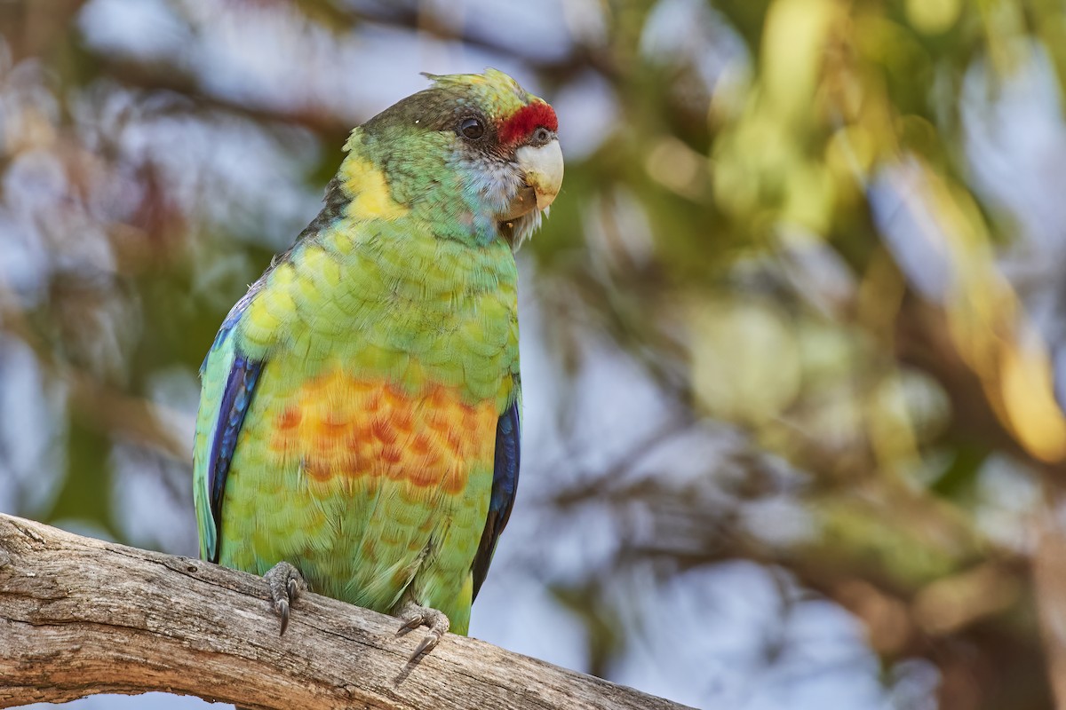 Australian Ringneck (Mallee) - Bill O’Brien