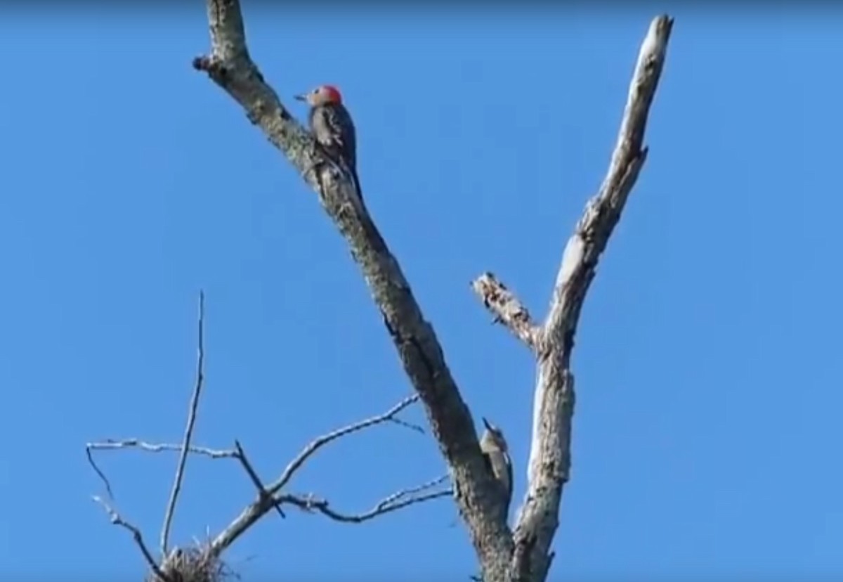 Red-bellied Woodpecker - ML53594061