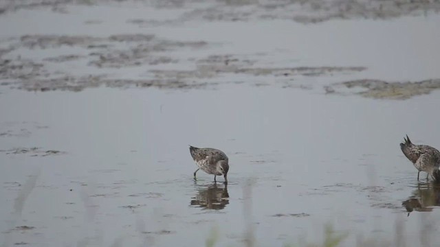 Stilt Sandpiper - ML535941261