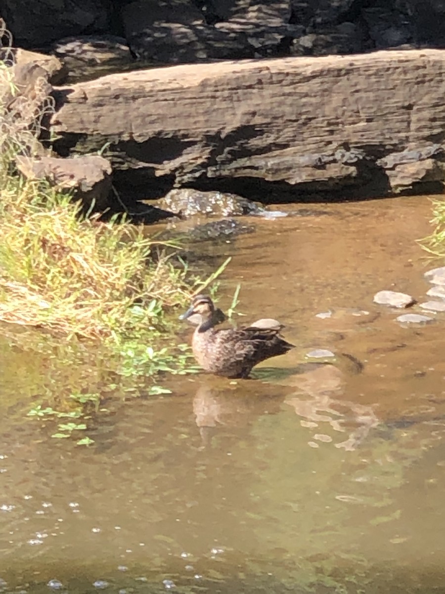 Pacific Black Duck - ML535942421