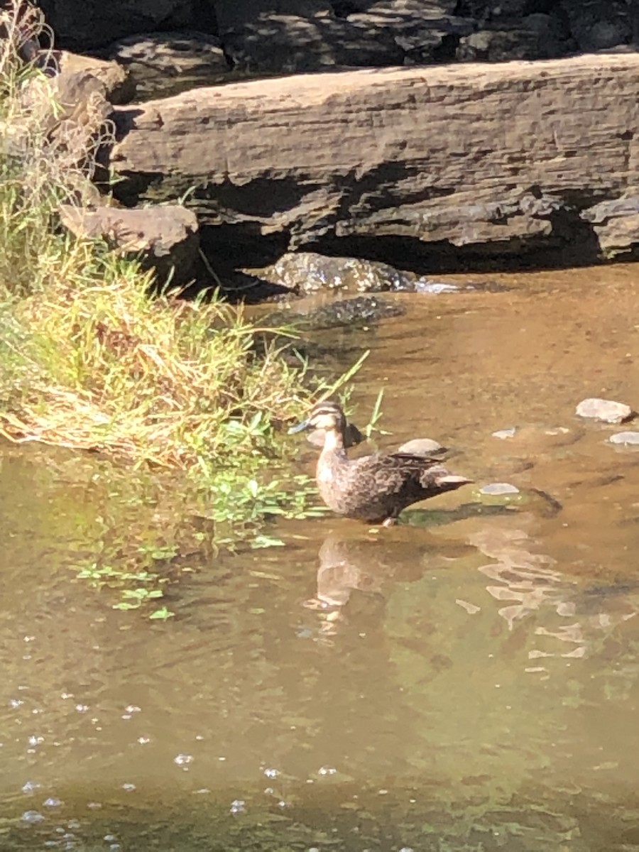 Pacific Black Duck - ML535942431