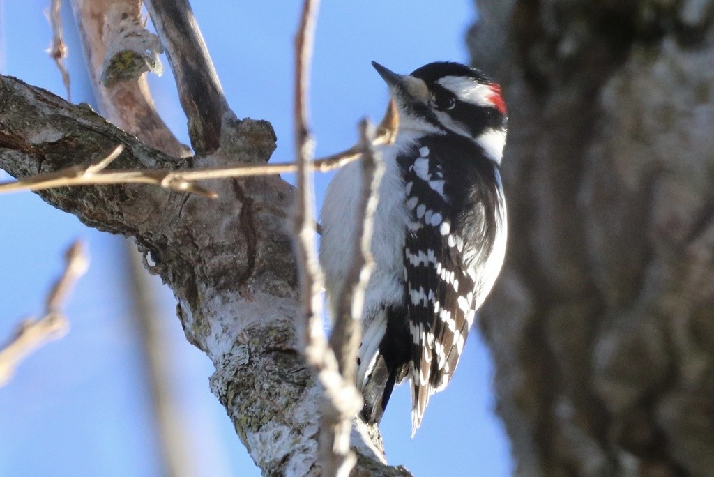 Downy Woodpecker - ML535942651