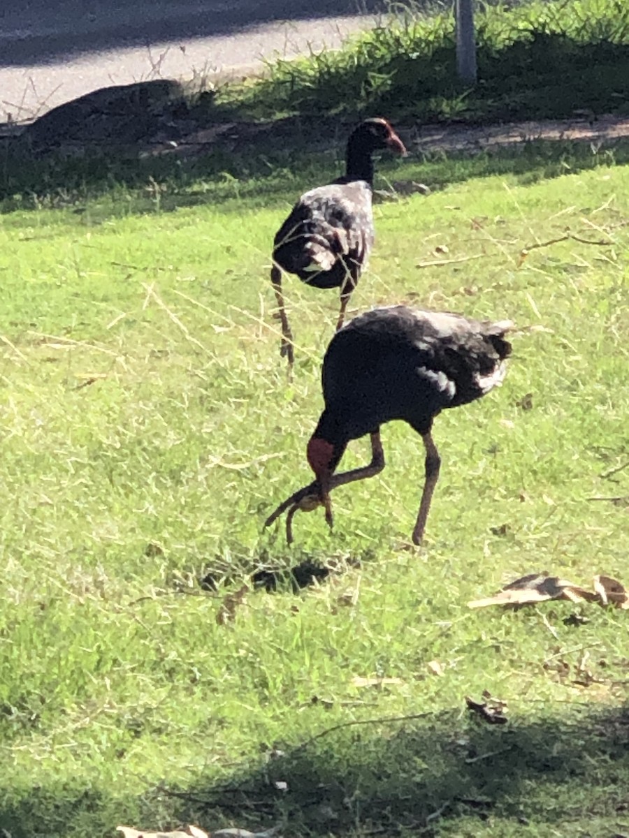 Australasian Swamphen - ML535942811