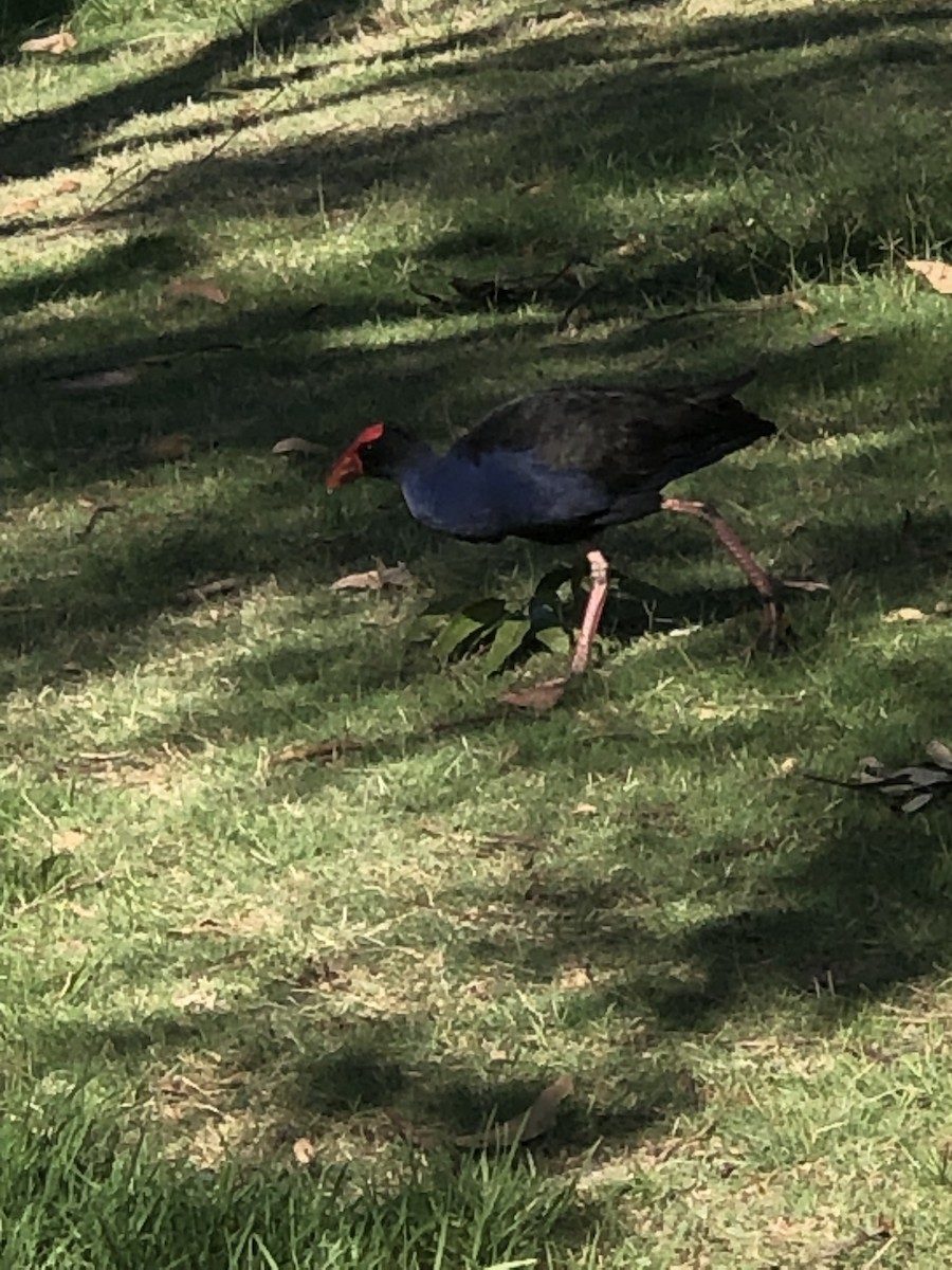 Australasian Swamphen - ML535942831