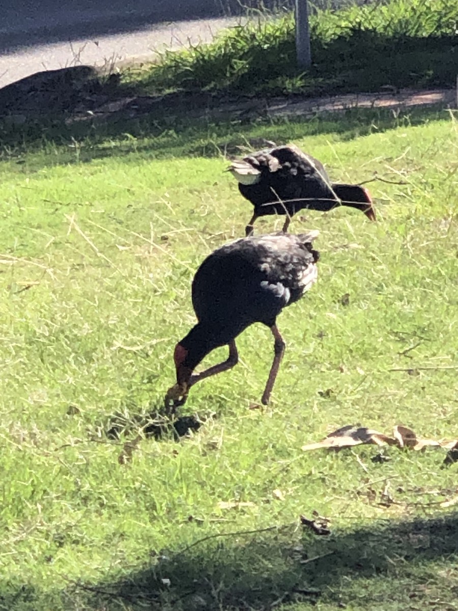 Australasian Swamphen - ML535942841