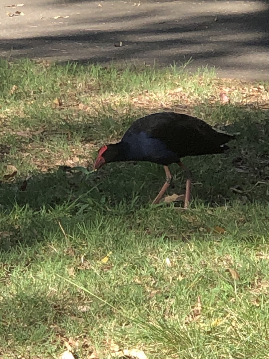 Australasian Swamphen - ML535942851