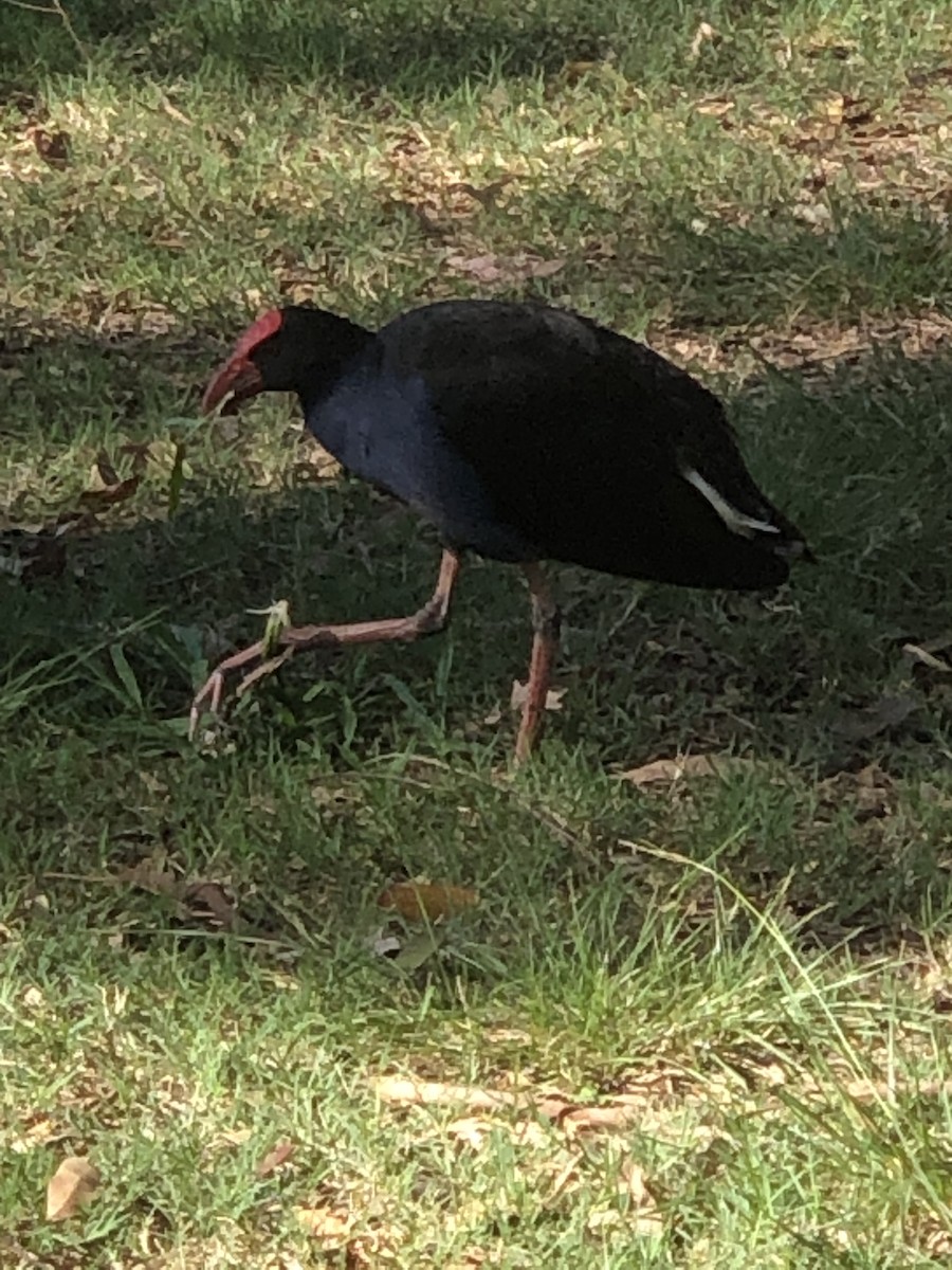 Australasian Swamphen - ML535942861