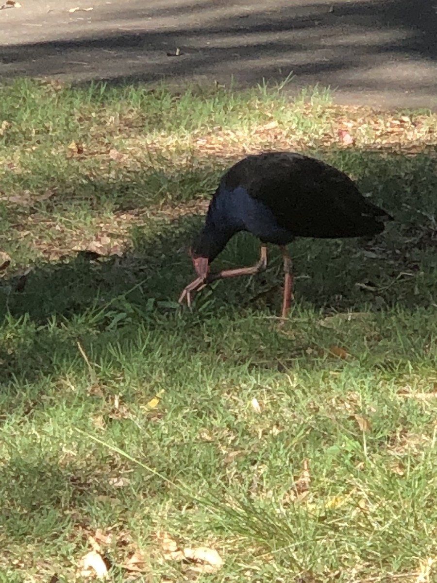 Australasian Swamphen - ML535942871
