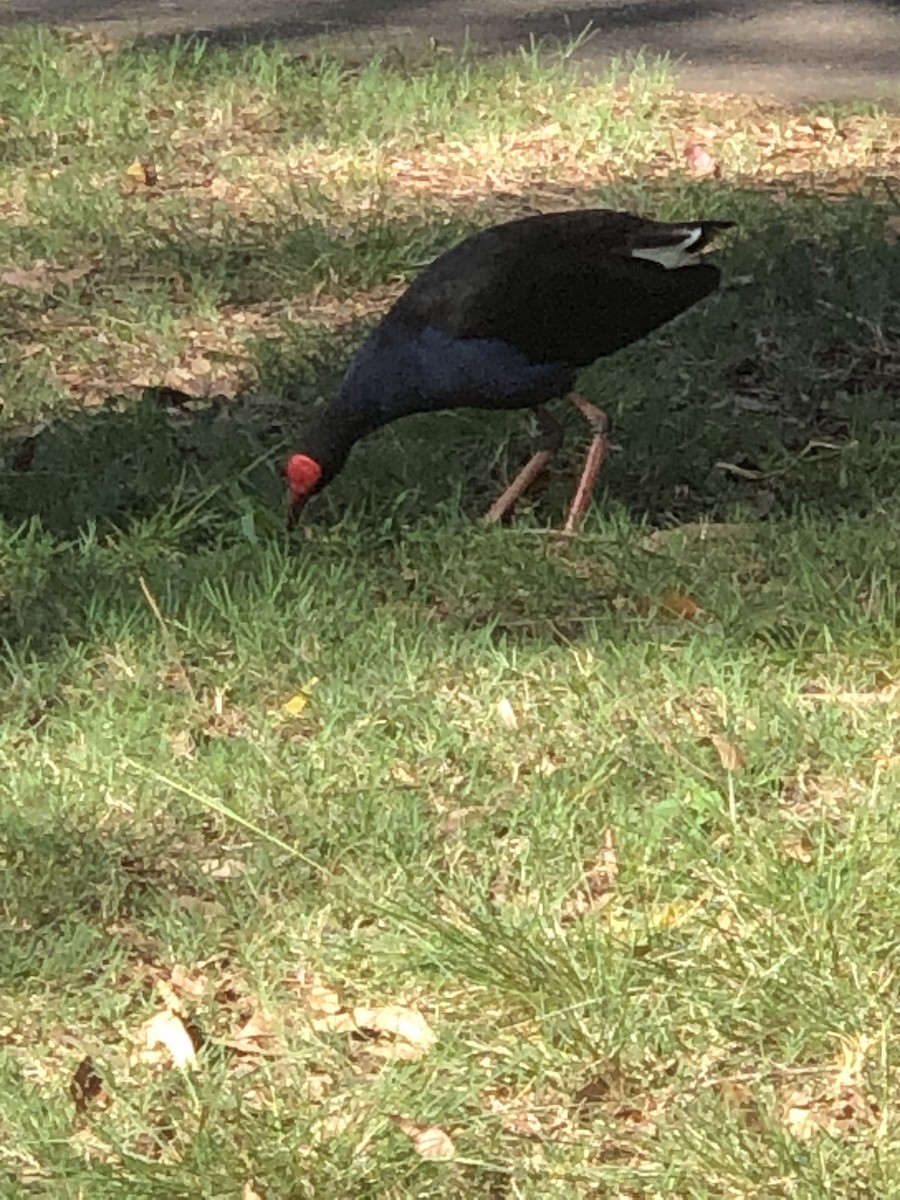 Australasian Swamphen - ML535942881