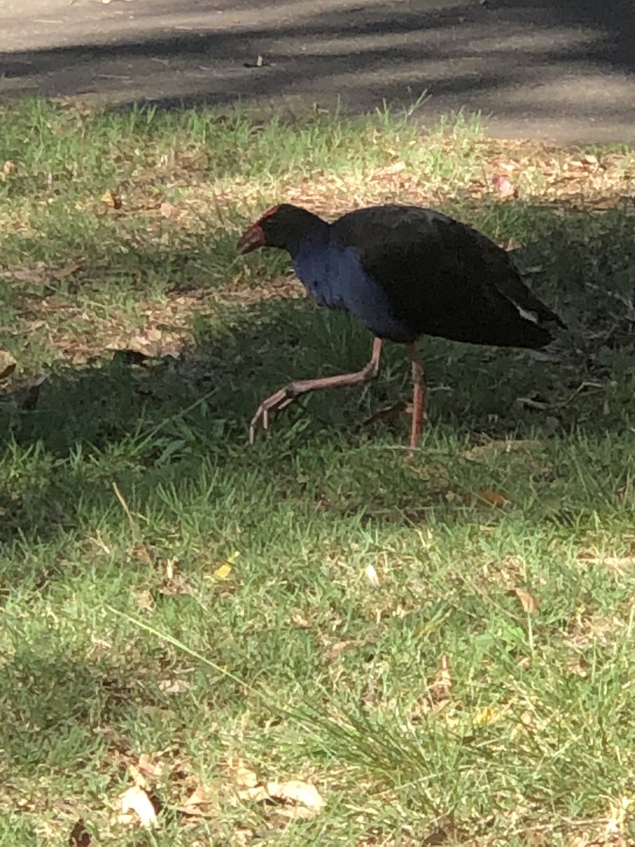 Australasian Swamphen - ML535942891