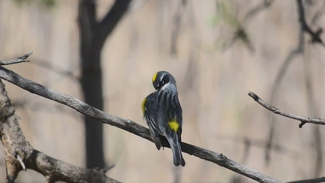 Yellow-rumped Warbler (Myrtle) - ML535942971