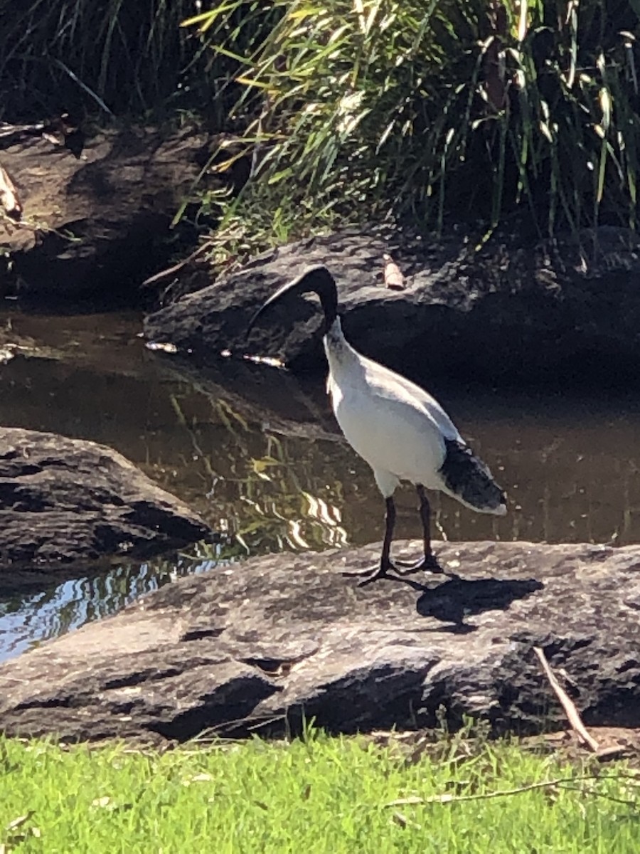 Australian Ibis - ML535943141