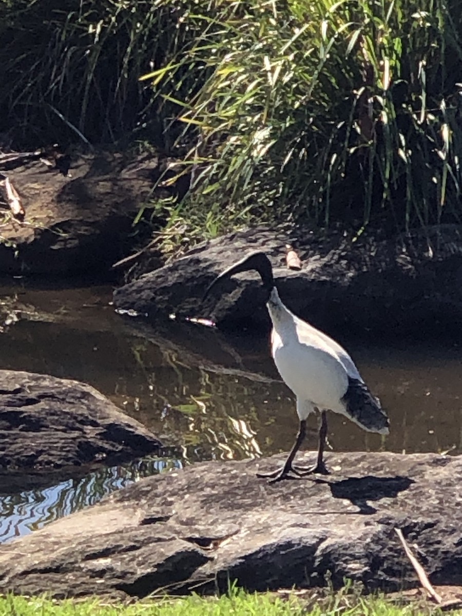 Australian Ibis - ML535943151