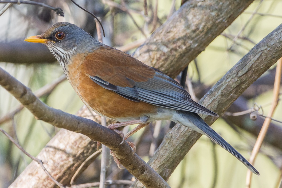 Rufous-backed Robin - ML535943371