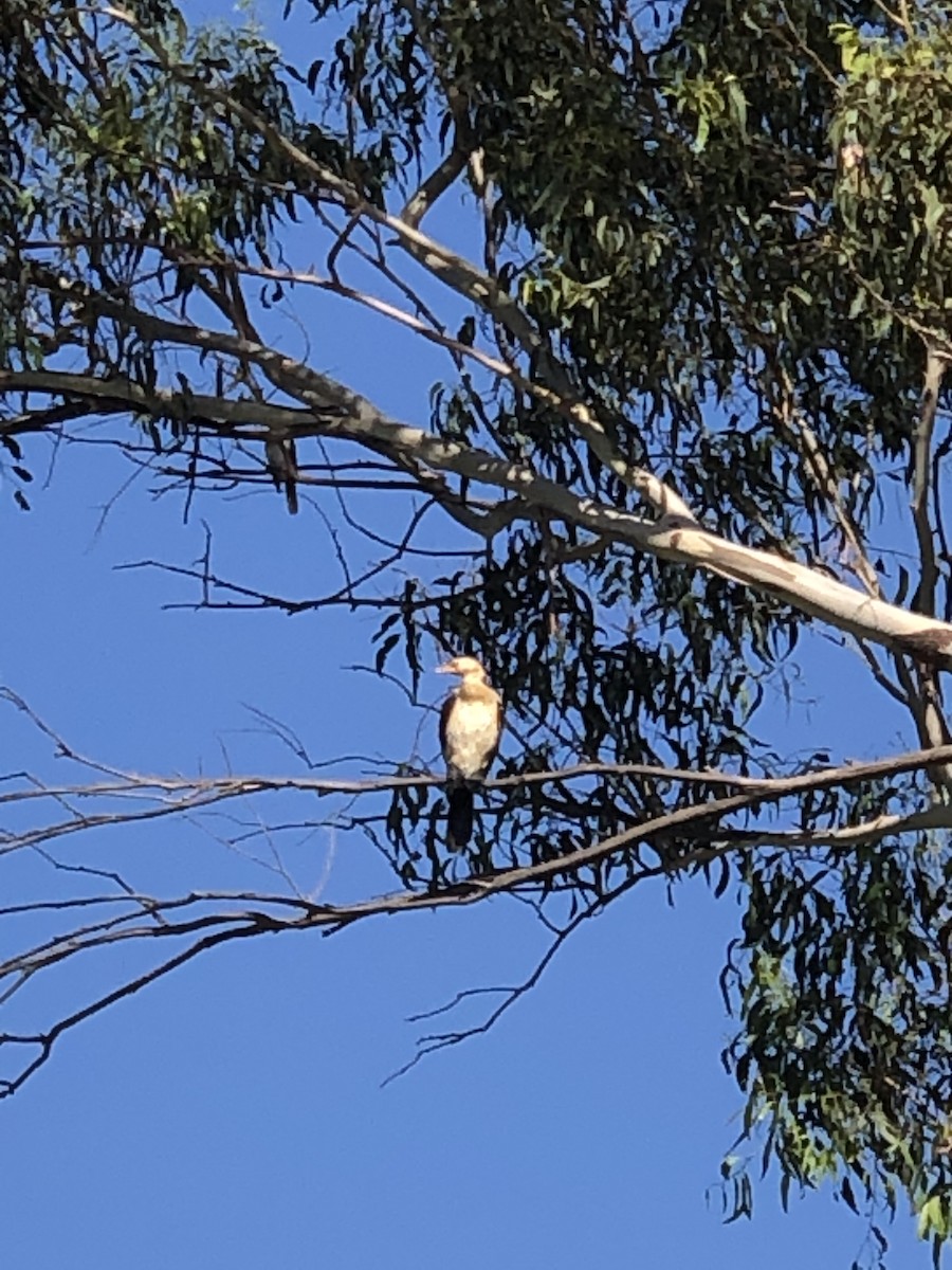 Little Pied Cormorant - ML535943421