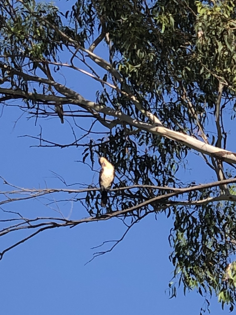 Little Pied Cormorant - ML535943431