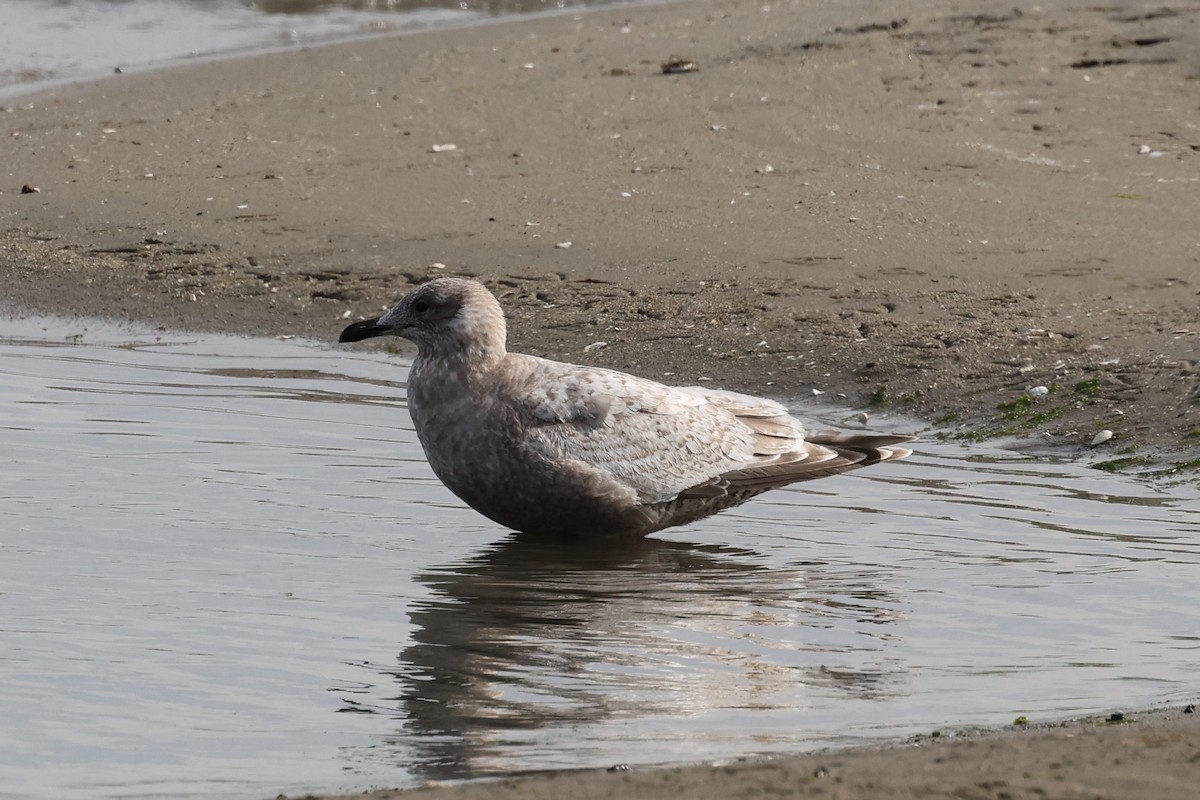 Iceland Gull (Thayer's) - Brandon Stidum