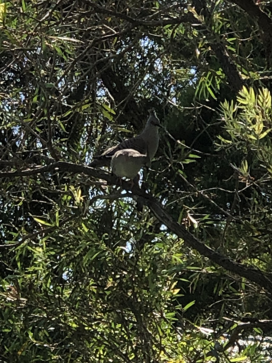 Crested Pigeon - ML535943791