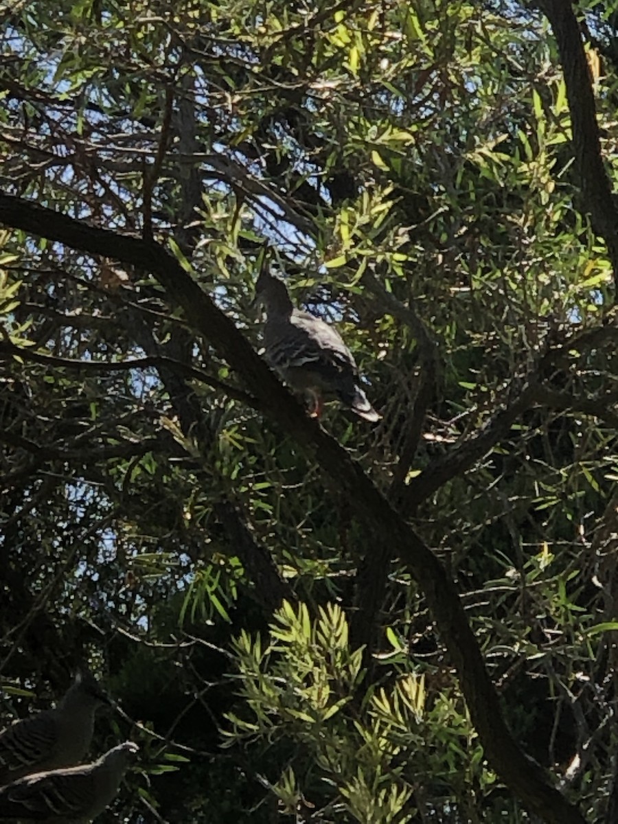 Crested Pigeon - ML535943801