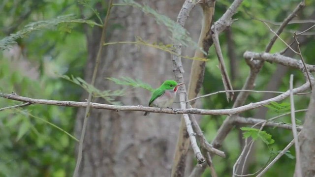 Broad-billed Tody - ML535944191