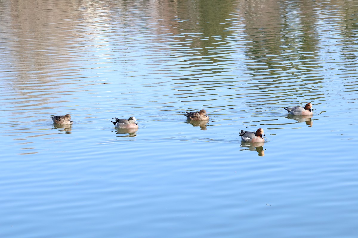 American Wigeon - ML535945091