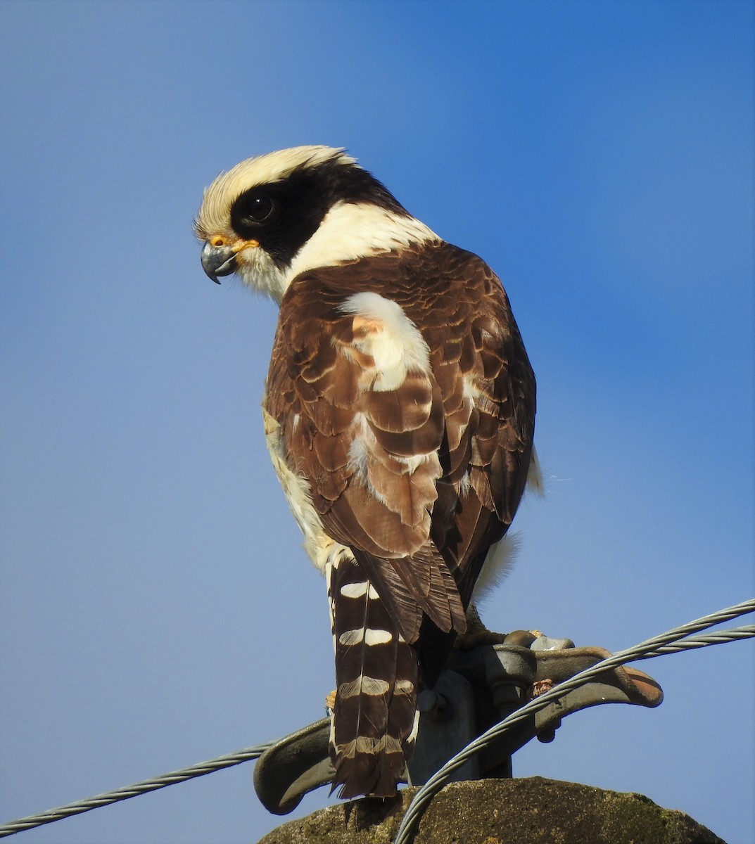 Laughing Falcon - ML535945481