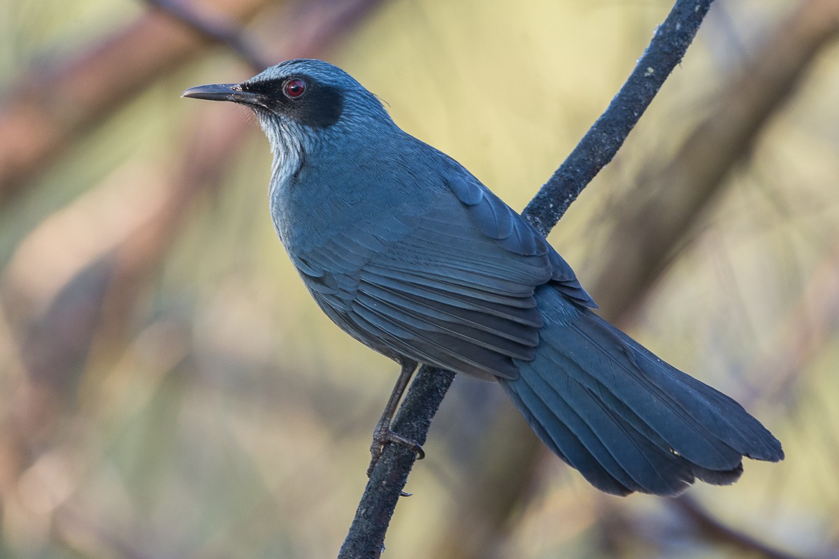 Blue Mockingbird - Juan Miguel Artigas Azas