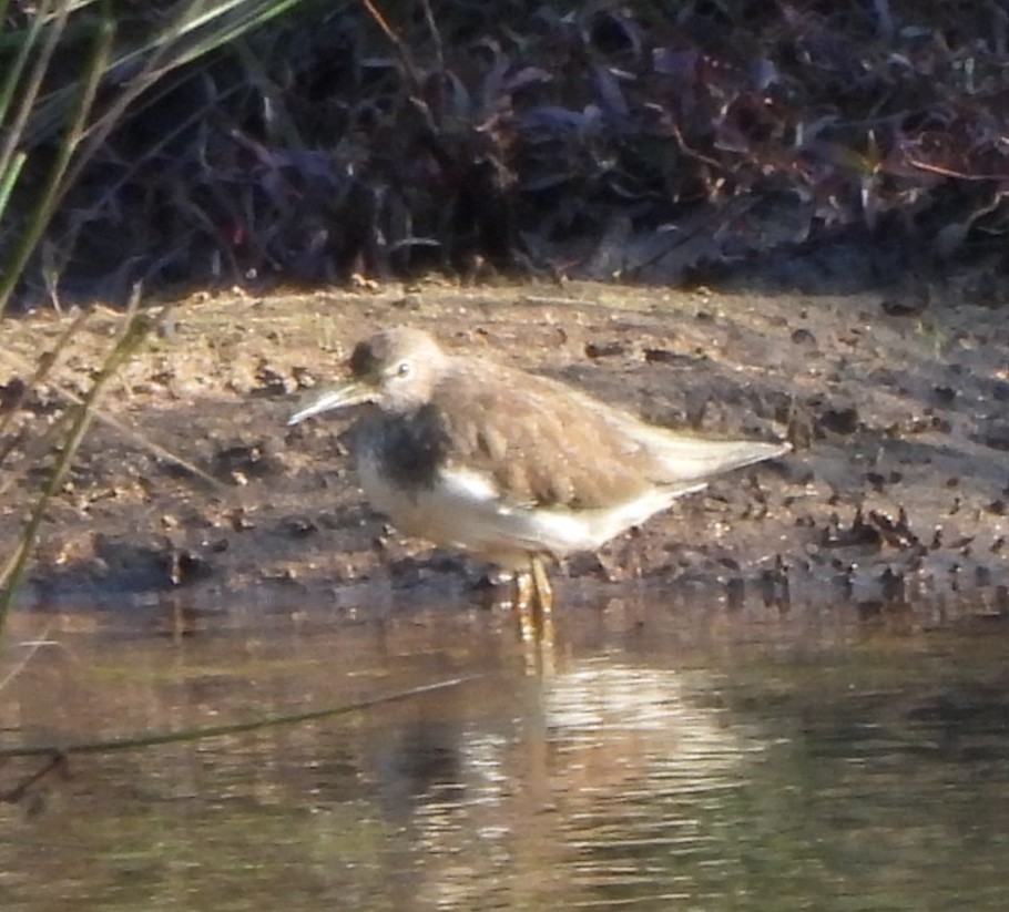 Green Sandpiper - ML535946811