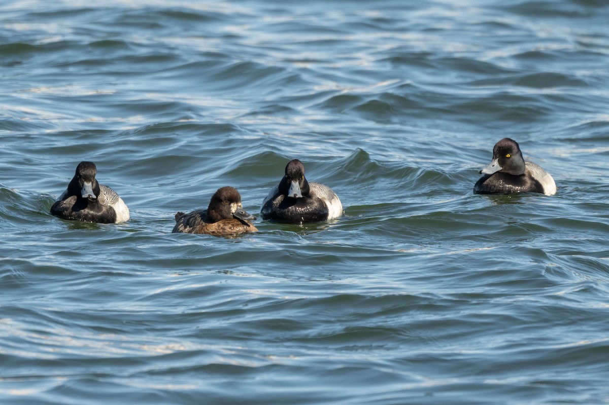 Greater Scaup - ML535948021