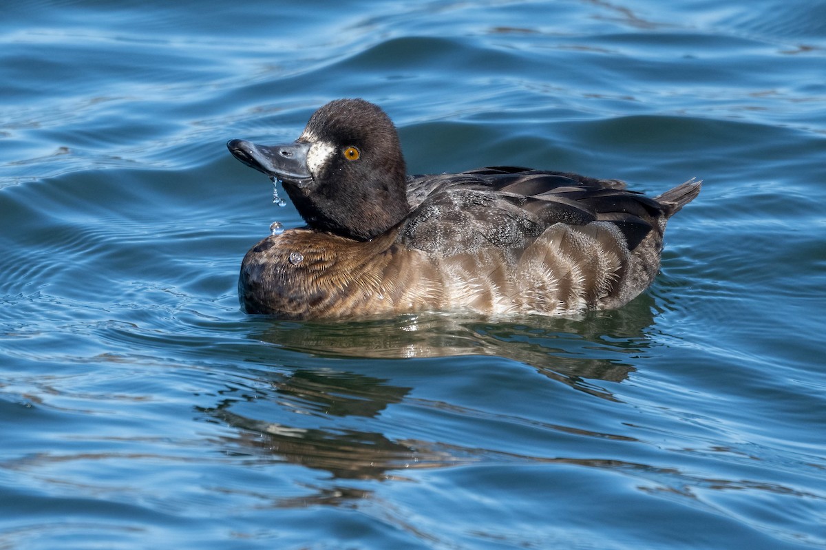 Greater Scaup - ML535948031