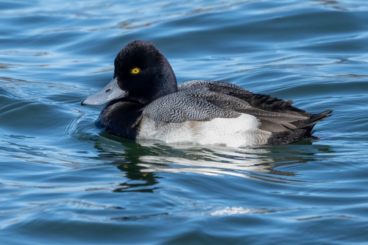 Greater Scaup - ML535948041