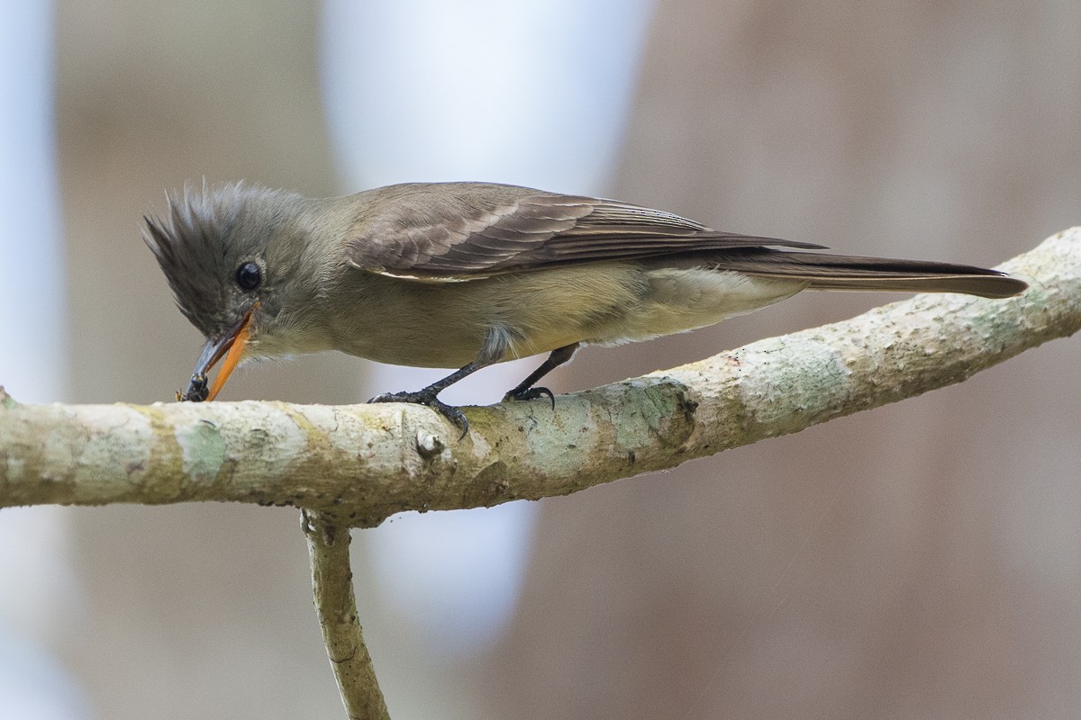 Greater Pewee - ML535950361