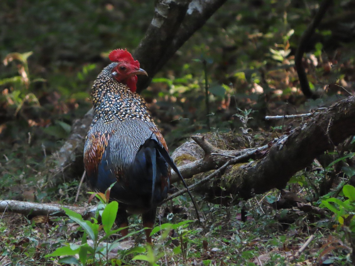 Gray Junglefowl - ML535952141