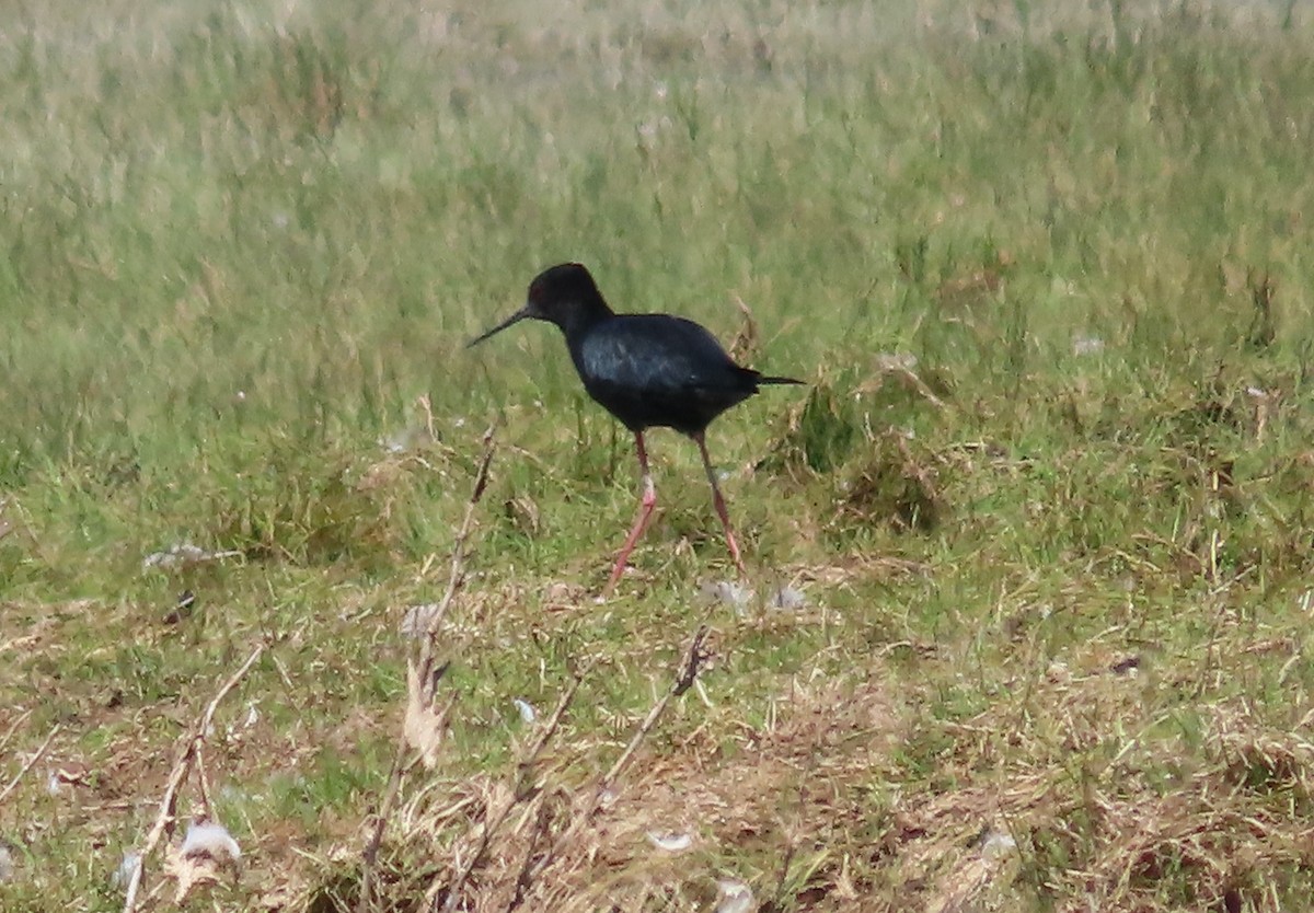 New Zealand Bird Atlas Checklist Feb Tasman Delta Species Other Taxa