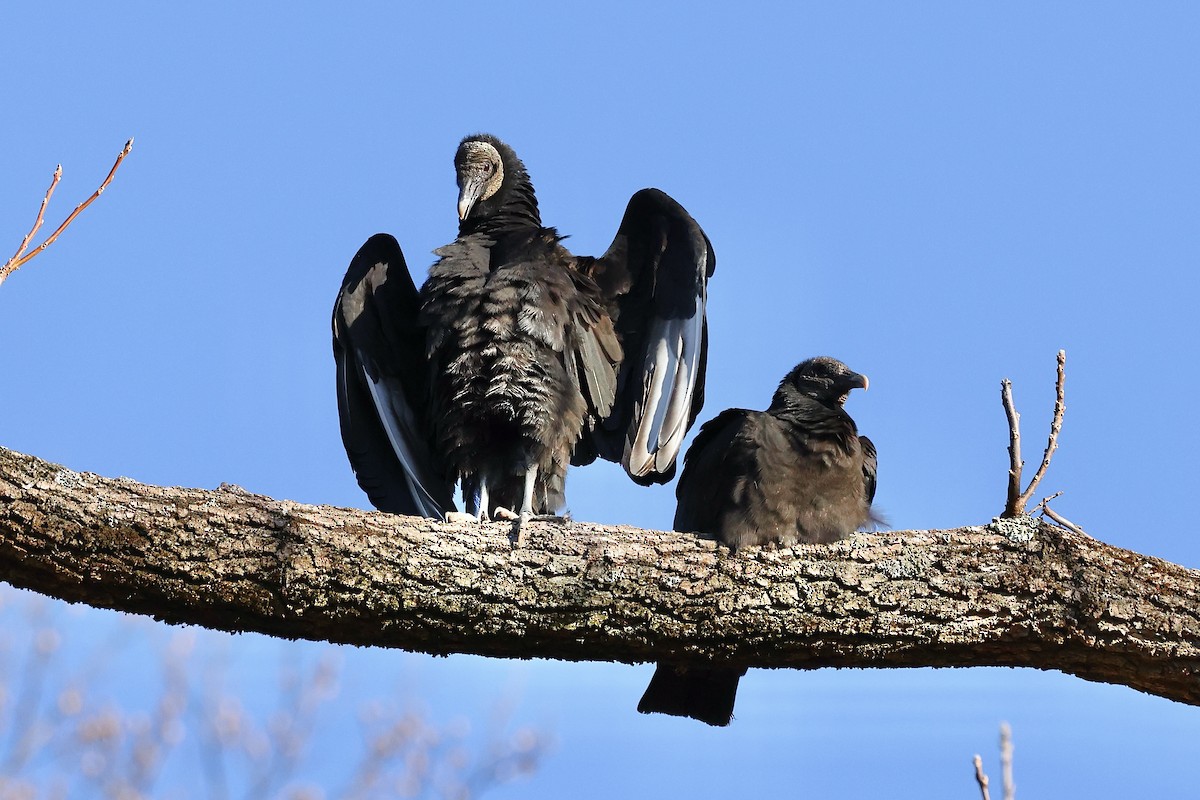 Black Vulture - ML535952311