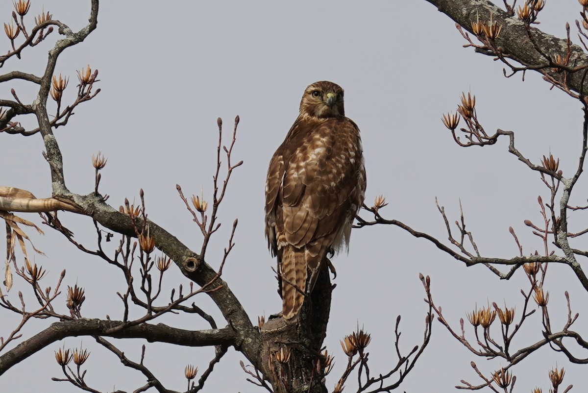 Rotschwanzbussard - ML535952401