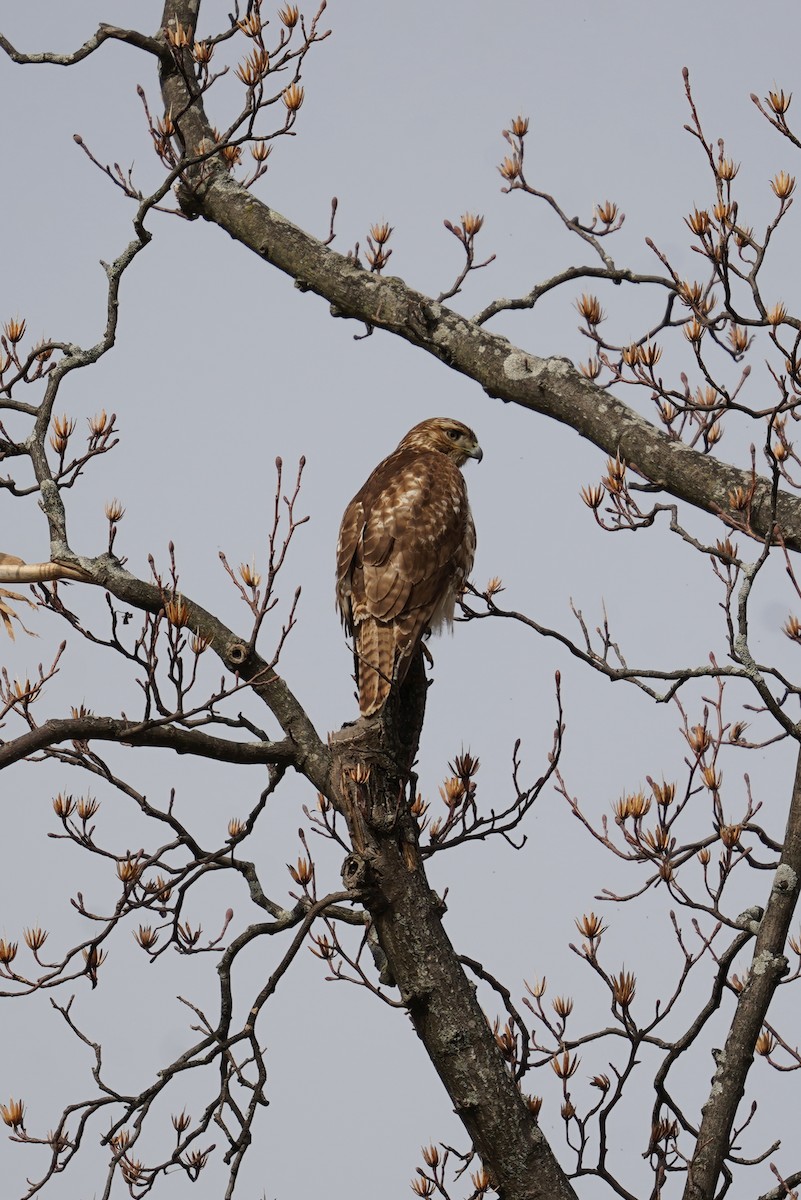 Red-tailed Hawk - ML535952411