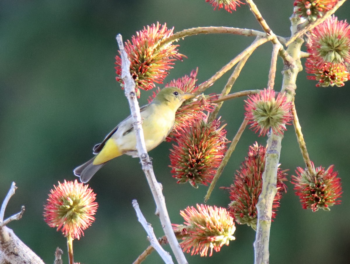 Western Tanager - ML535952441