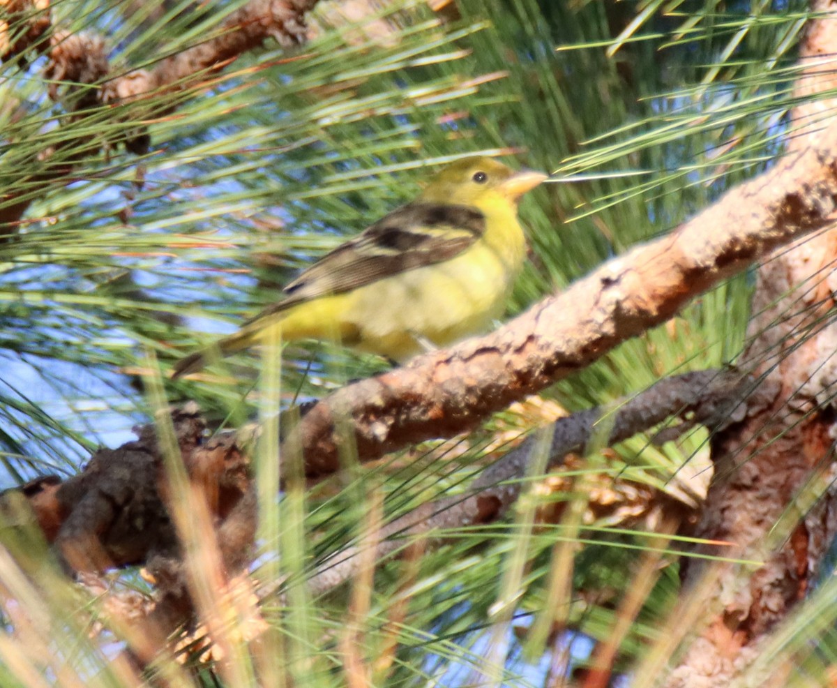 Western Tanager - ML535952491