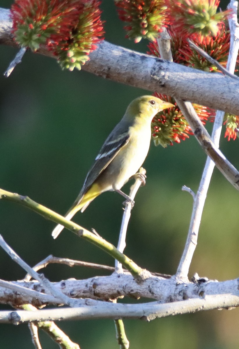 Western Tanager - ML535952501
