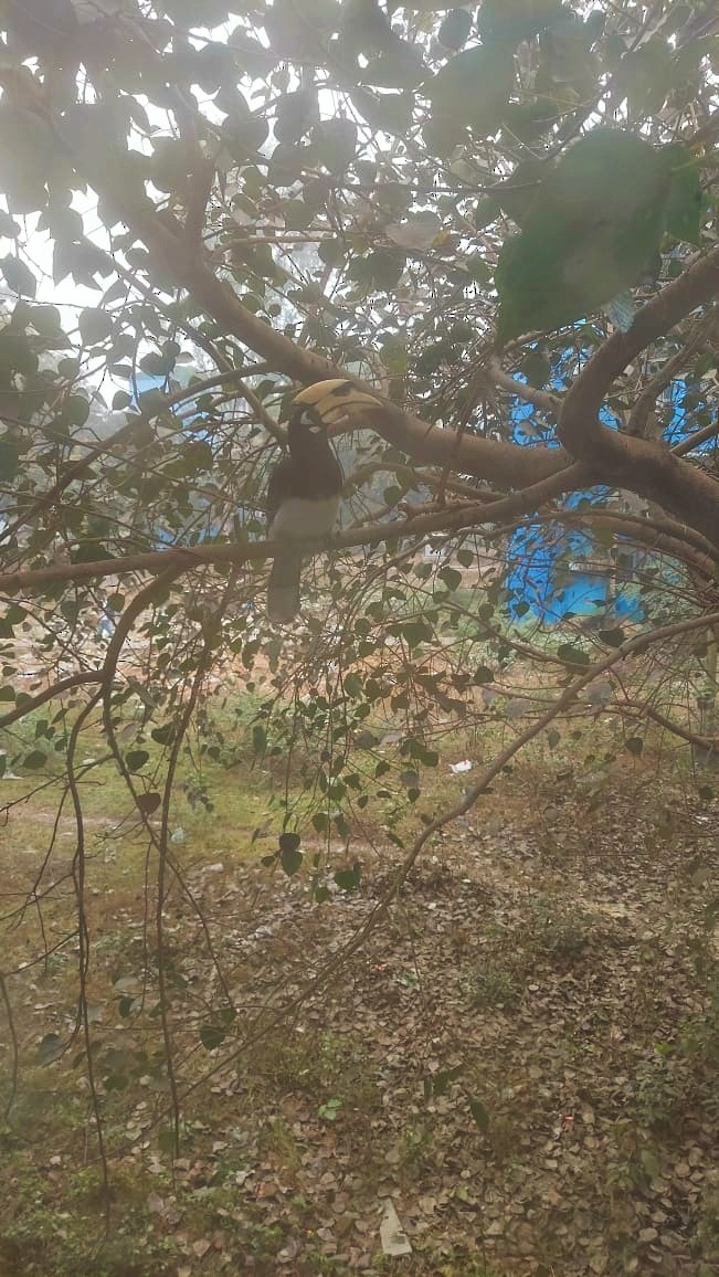 Oriental Pied-Hornbill - Kanad Baidya