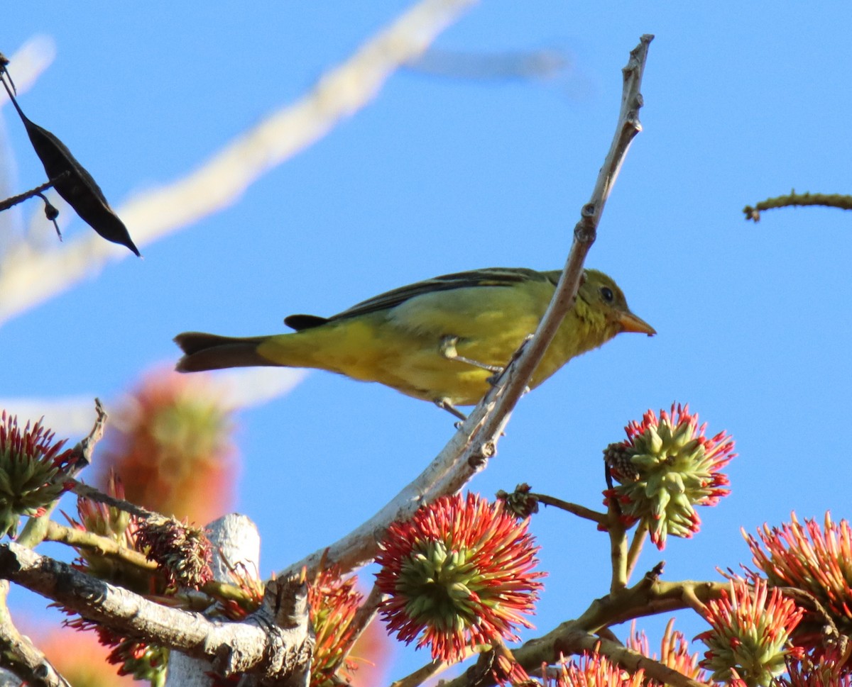 Western Tanager - ML535952541