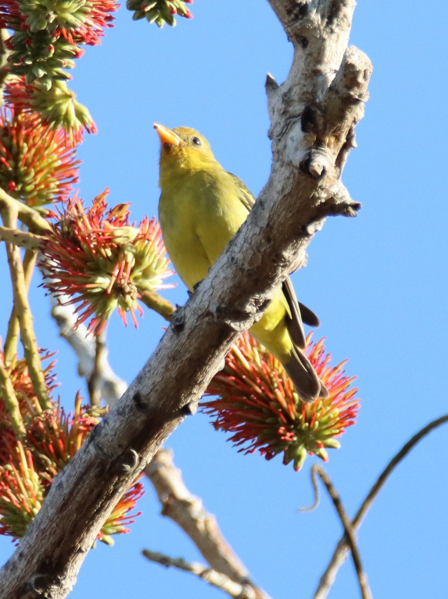 Western Tanager - ML535952551