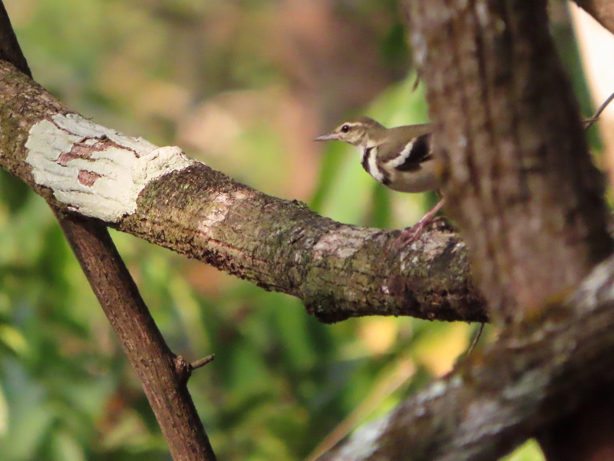 Forest Wagtail - ML535952581