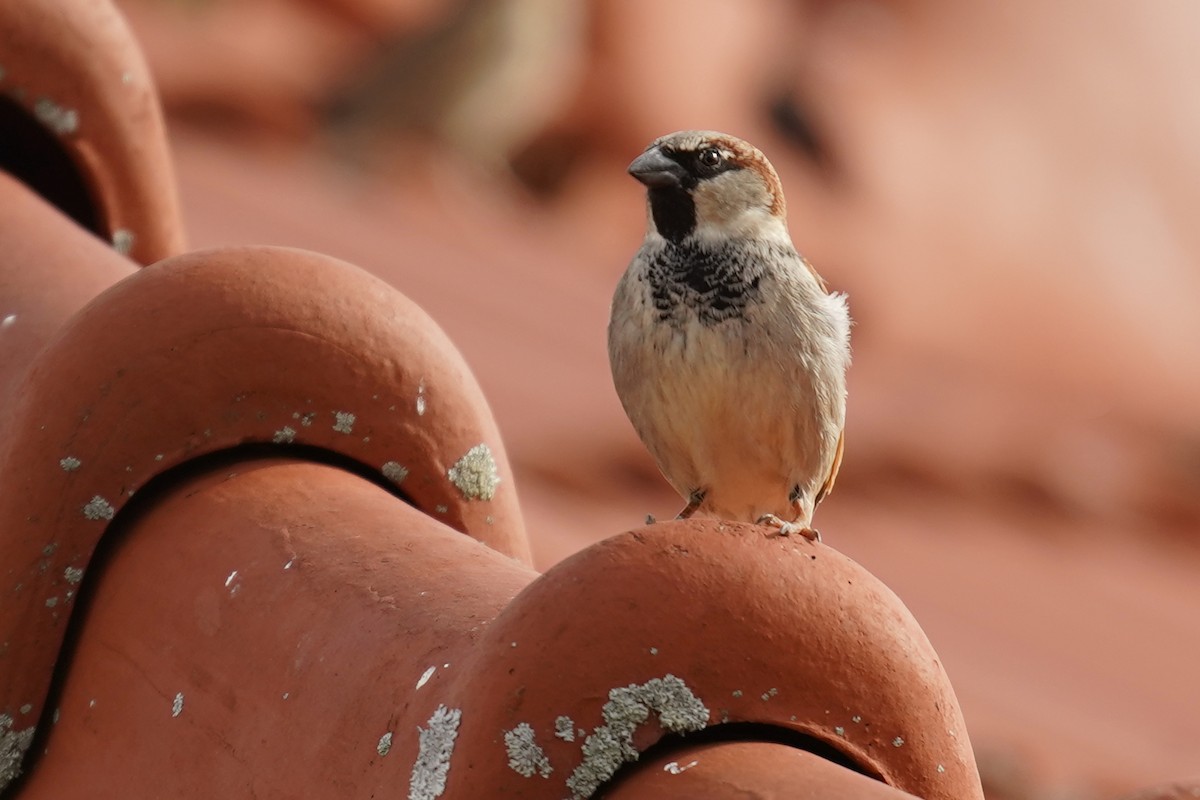 House Sparrow - ML535952781