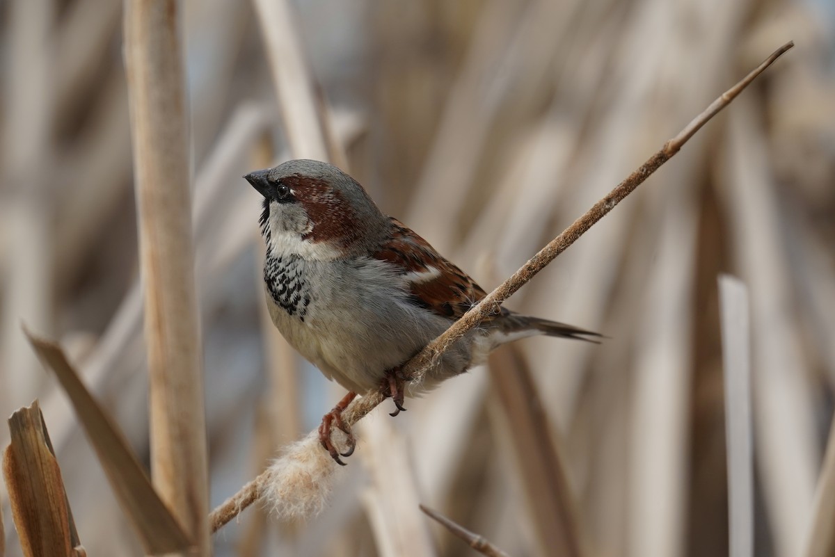 House Sparrow - ML535952791