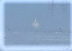 Trumpeter Swan - ML535954171